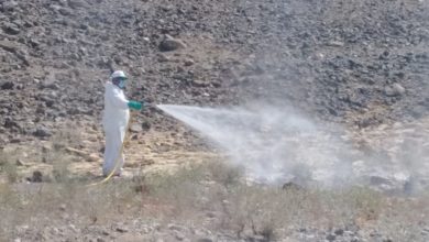 الجراد الصحراوي